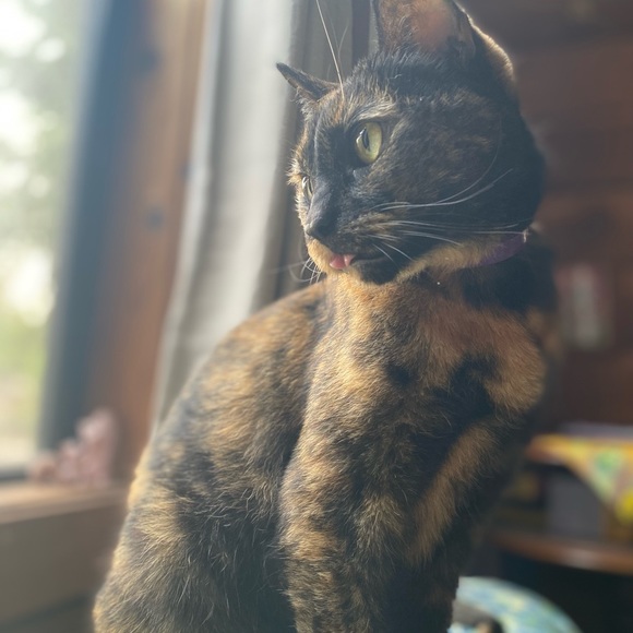 Meet your Posher, Rose - Picture 2 of 5